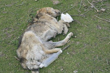 Hoţii au dat atacul în Lespezi: au omorât câinii înainte să fure porcii şi găinile